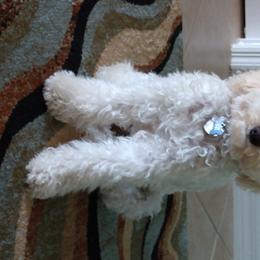 Australian Labradoodle Puppies from Tiny Treasures Australian Labradoodles