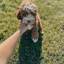 Bernedoodle, Goldendoodle, and Sheepadoodle Puppies from High Desert Doodles