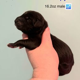 Crispy - Black male Great Dane puppy in Bay Shore, New York from Gentle Giant Companions