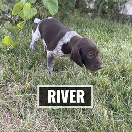German Shorthaired Pointer Puppies from LyonHeart Kennels