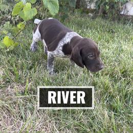 German Shorthaired Pointer Puppies from LyonHeart Kennels