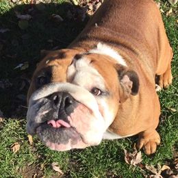 Primo - English Bulldog