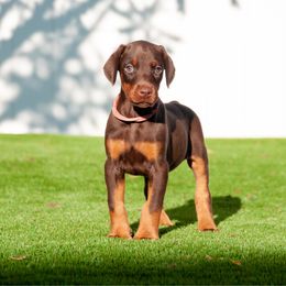 Angie - Red and rust female Doberman Pinscher puppy in Cape Coral, Florida from Divine Kaos European Dobermann