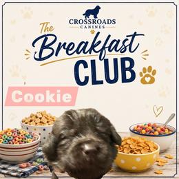 Cookie - Brown female Newfoundland puppy in Saukville, Wisconsin from Crossroads Canines ~ Newfoundland Dogs