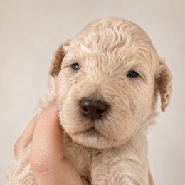 Cruller - Cream male Poodle puppy in Grovetown, Georgia from PND Kennel