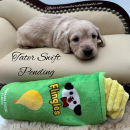 Tater Swift - Cream female Dachshund puppy in Montevallo, Alabama from Mallard's Miniature Dachshunds
