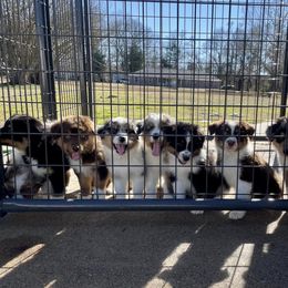 Australian Shepherd Puppies from Rad Aussies