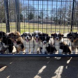Australian Shepherd Puppies from Rad Aussies