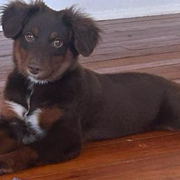Bean - Red tri male Miniature Australian Shepherd puppy in Sulphur, Louisiana from Triple J Aussies and Corgis
