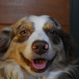 Coda - Miniature Australian Shepherd