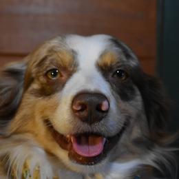 Coda - Miniature Australian Shepherd