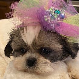 Fortuna - Chocolate and tan female Shih Tzu puppy in Frisco, Texas from My Royal Shih Tzu⚜️