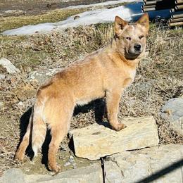 Australian Cattle Dog and French Bulldog Puppies from Sugarloaf French bulldogs and Australian cattle dogs