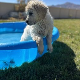 Golden Retriever Puppies from Bramble Berry Goldens