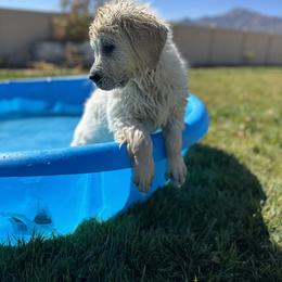 Golden Retriever Puppies from Bramble Berry Goldens