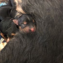 Yorkshire Terrier Puppies from Jackie Jenny’s Precious Yorkies
