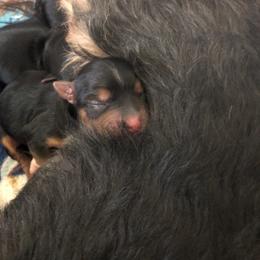 Yorkshire Terrier Puppies from Jackie Jenny’s Precious Yorkies