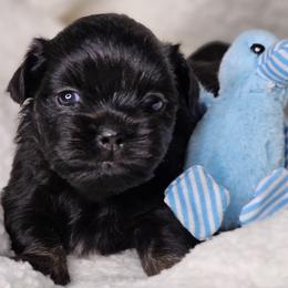 Cocoa Bean - Black and tan male Tibetan Spaniel puppy in Vancouver, Washington from Trillium Tibetan Spaniels