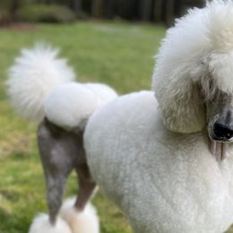 Georgette - Poodle