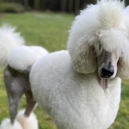 Georgette - Poodle