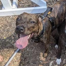 American Pit Bull Terriers from Phantom Kennels