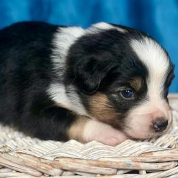Yellow collar - Black tri female Miniature Australian Shepherd puppy in 32046, Florida from River Hill Ranch