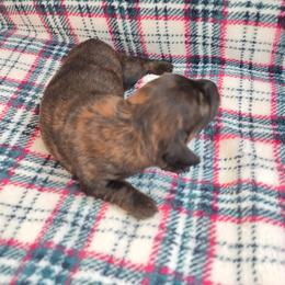 Pippys brindle - Brindle female Dachshund puppy in Barre, Massachusetts from Central Mass Dachshunds