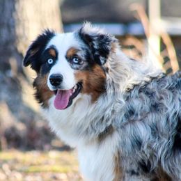 Octane - Miniature Australian Shepherd