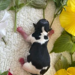 Grace girl 2 - Black tan and white female Biewer Terrier puppy in Atlantic City, New Jersey from Kim Hoang's Yorkies