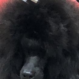 Gentry - Poodle