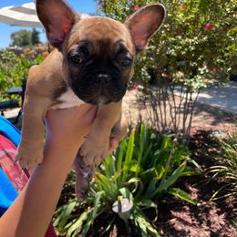 French Bulldog Puppies from Kathrine Hill