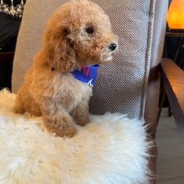 Zeka - Apricot male Goldendoodle puppy in Davie, Florida from Daviegoldendoodles