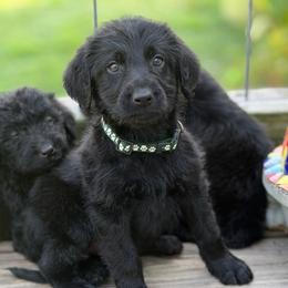 Lincoln - Black male Labradoodle puppy in Georgetown, South Carolina from Muddy Bay Kennels