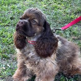 Remi - Cocker Spaniel