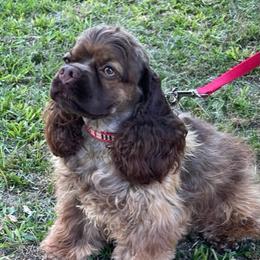 Remi - Cocker Spaniel