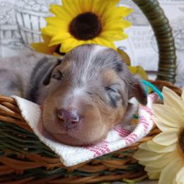 Girl 1 teal Oakley - Blue merle and white female Collie puppy in Salem, Indiana from Living Blessed Collies