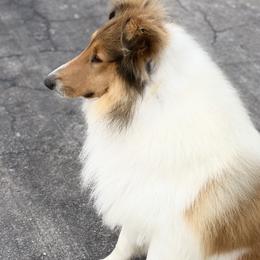 Dylan  - Collie