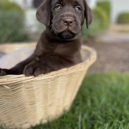 Dilute Retriever and Labrador Retriever Puppies from South Shore Labradors