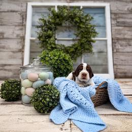 Boy 2 - Tri-Roan male English Springer Spaniel puppy in Henderson County, North Carolina from Roan Creek Kennels
