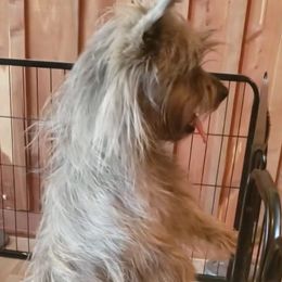 Crue - Cairn Terrier