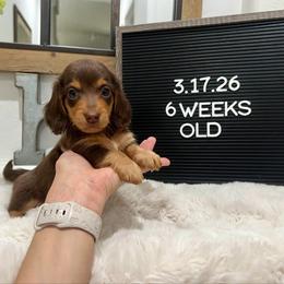 Brownie - Chocolate and tan male Dachshund puppy in Goodyear, Arizona from AZ Low Life Doxies