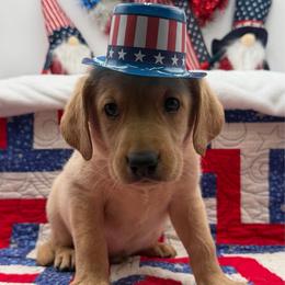 Red - Yellow male Labrador Retriever puppy in Heath Springs, South Carolina from Rich Hill Retrievers