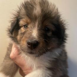 DARK BLUE COLLAR BOY - Sable and white male Shetland Sheepdog puppy in Chipley, Florida from Stacey's Shelties
