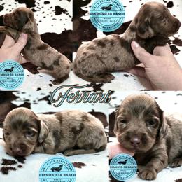 FERRARI - Dapple male Dachshund puppy in Columbia, Louisiana from Diamond 5R Ranch AKC & CKC Miniature Dachshunds