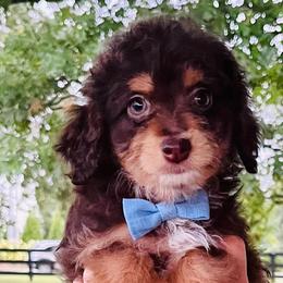 Aussiedoodles and Goldendoodles from Lee Family Puppies