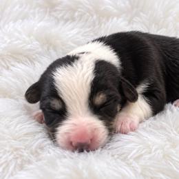 Wyatt - Black and white male Cardigan Welsh Corgi puppy in Kerens, West Virginia from Leather & Lace