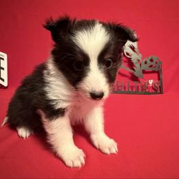 Lil Baby Girl - Black white and tan female Shetland Sheepdog puppy in Dayton, Ohio from Buckeye Shelties