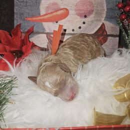 Khaos - Red  male Goldendoodle puppy in Boise, Idaho from Goldendoodle Baby