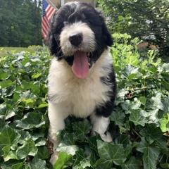 Bordoodle Puppies from Borders of Eby Eden
