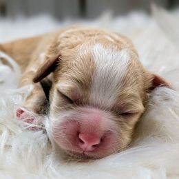 Girl 1 - Golden female Cockapoo puppy in Salt Lake City, Utah from Utah Cocker Spaniels